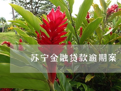 苏宁金融贷款逾期案 苏宁金融贷款逾期案