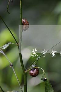 苏宁金融逾期10天还上 苏宁金融逾期10天还上