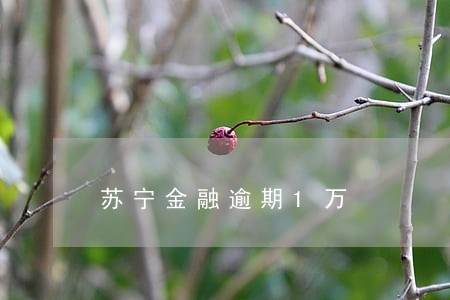 苏宁金融逾期1万 苏宁金融逾期1万