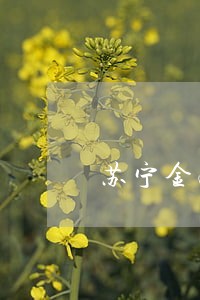 苏宁金融逾期41天 苏宁金融逾期41天