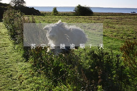 苏宁金融逾期7天 苏宁金融逾期7天