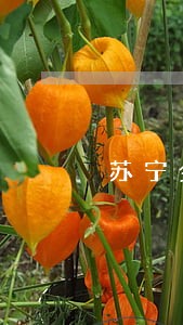 苏宁金融逾期一个月应付多少钱 苏宁金融逾期一个月应付多少钱