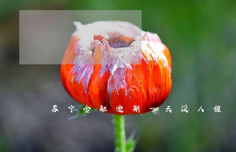 苏宁金融逾期一天没人催 苏宁金融逾期一天没人催