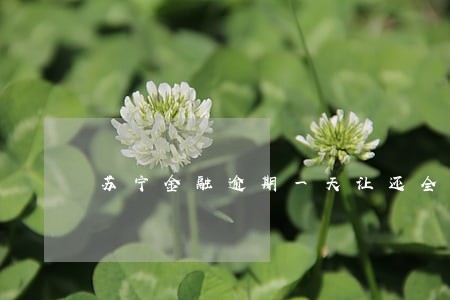 苏宁金融逾期一天让还全款 苏宁金融逾期一天让还全款