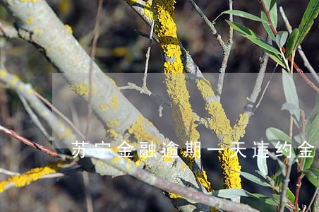 苏宁金融逾期一天违约金 苏宁金融逾期一天违约金
