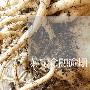 苏宁金融逾期一年有事吗 苏宁金融逾期一年有事吗