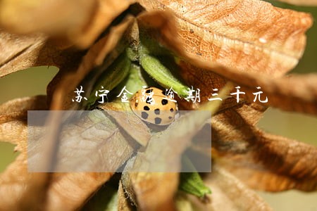 苏宁金融逾期三千元 苏宁金融逾期三千元