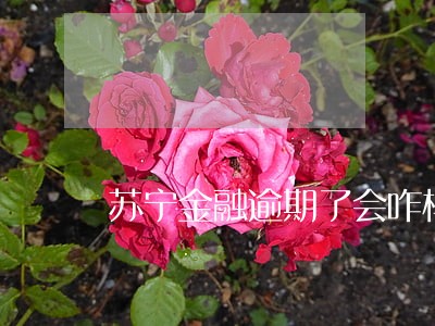 苏宁金融逾期了会咋样 苏宁金融逾期了会咋样