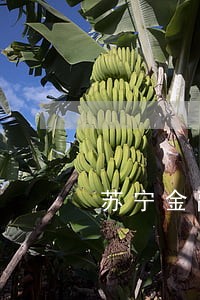 苏宁金融逾期了会被取消分期吗 苏宁金融逾期了会被取消分期吗