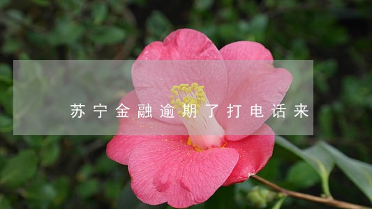 苏宁金融逾期了打电话来 苏宁金融逾期了打电话来