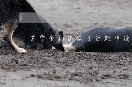 苏宁金融逾期了还能申请吗 苏宁金融逾期了还能申请吗