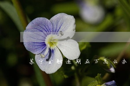 苏宁金融逾期五万怎么办 苏宁金融逾期五万怎么办
