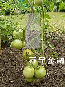 苏宁金融逾期什么时候上门