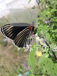 苏宁金融逾期会坐牢吗