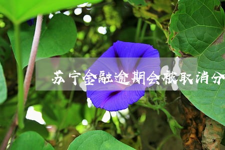 苏宁金融逾期会被取消分期吗 苏宁金融逾期会被取消分期吗