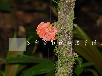 苏宁金融逾期借不到了 苏宁金融逾期借不到了
