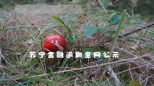 苏宁金融逾期全网公示 苏宁金融逾期全网公示