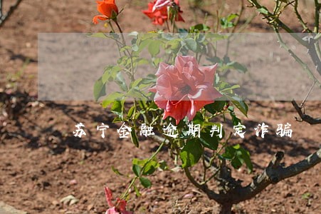 苏宁金融逾期判定诈骗