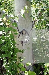 苏宁金融逾期可以协商还本金吗 苏宁金融逾期可以协商还本金吗
