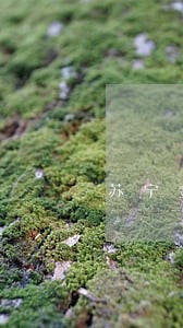 苏宁金融逾期呆账怎么消除 苏宁金融逾期呆账怎么消除