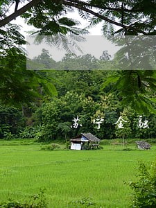 苏宁金融逾期多久会冻结所有账户 苏宁金融逾期多久会冻结所有账户