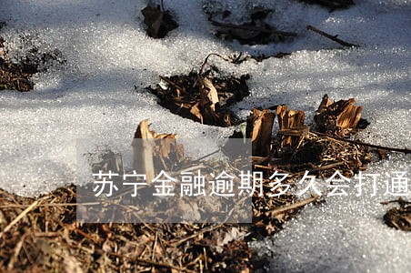 苏宁金融逾期多久会打通讯录 苏宁金融逾期多久会打通讯录