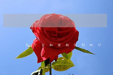 苏宁金融逾期强制执行 苏宁金融逾期强制执行