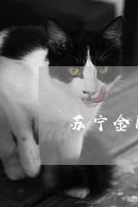 苏宁金融逾期影响征信多久消