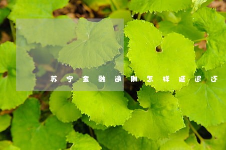 苏宁金融逾期怎样延迟还款 苏宁金融逾期怎样延迟还款