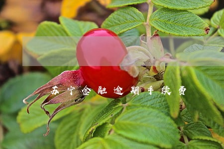 苏宁金融逾期手续费 苏宁金融逾期手续费