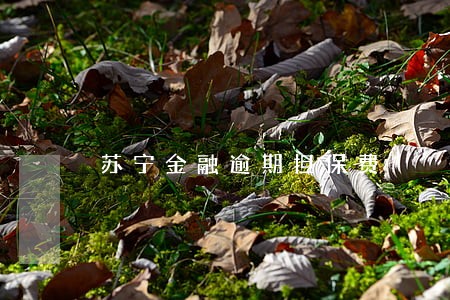 苏宁金融逾期担保费 苏宁金融逾期担保费
