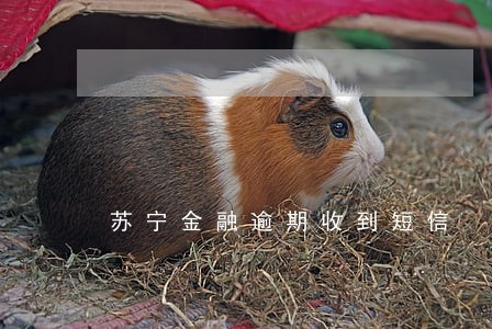 苏宁金融逾期收到短信 苏宁金融逾期收到短信