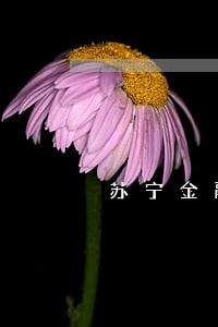 苏宁金融逾期消除纪录 苏宁金融逾期消除纪录