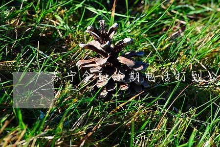苏宁金融逾期电话打到公司