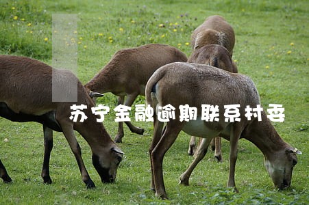 苏宁金融逾期联系村委 苏宁金融逾期联系村委