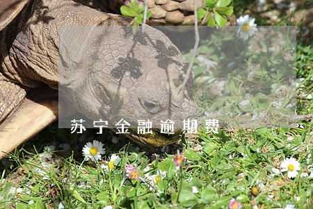 苏宁金融逾期费 苏宁金融逾期费