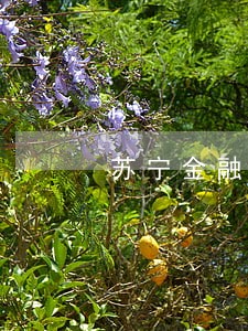 苏宁金融逾期还清还能用吗 苏宁金融逾期还清还能用吗