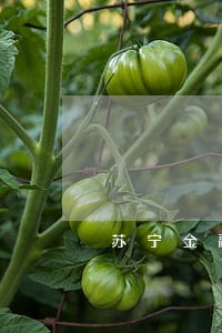 苏宁金融逾期违约金 苏宁金融逾期违约金