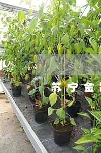 苏宁金融金条逾期会上征信吗 苏宁金融金条逾期会上征信吗