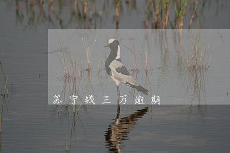 苏宁钱三万逾期 苏宁钱三万逾期