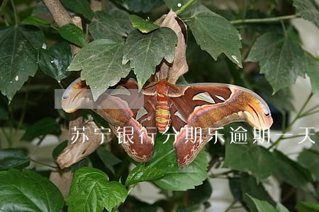 苏宁银行分期乐逾期一天 苏宁银行分期乐逾期一天