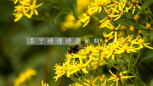 苏宁随借随还逾期一天 苏宁随借随还逾期一天