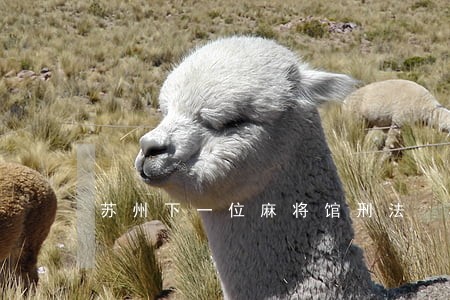 苏州下一位麻将馆刑法 苏州下一位麻将馆刑法