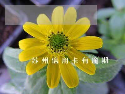 苏州信用卡有逾期