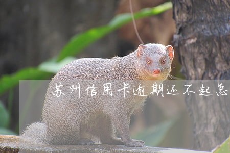 苏州信用卡逾期还不起怎么办 苏州信用卡逾期还不起怎么办