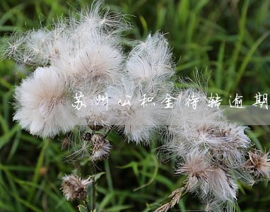 苏州公积金待转逾期 苏州公积金待转逾期