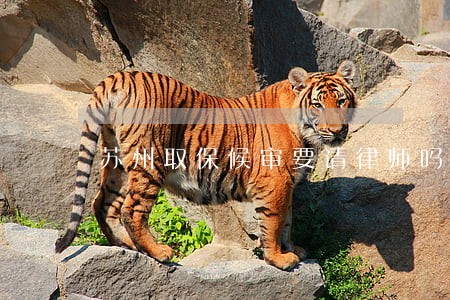 苏州取保候审要请律师吗 苏州取保候审要请律师吗