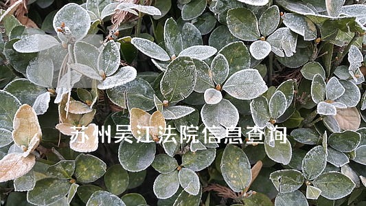 苏州吴江法院信息查询 苏州吴江法院信息查询