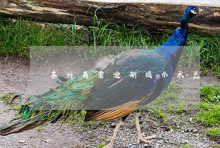 苏州商票逾期提示承兑 苏州商票逾期提示承兑