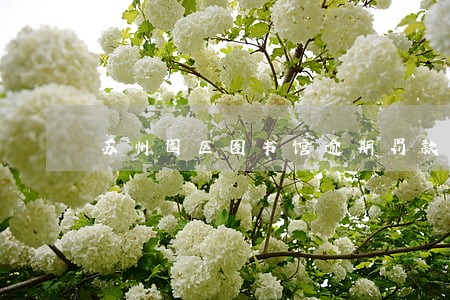 苏州园区图书馆逾期罚款多少 苏州园区图书馆逾期罚款多少